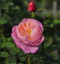 最勤花的灌木月季品种