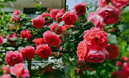 耐晒的藤本月季哪个品种好