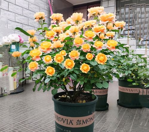 甜梦和果汁阳台的区别