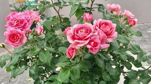 月季盲枝盲芽图解