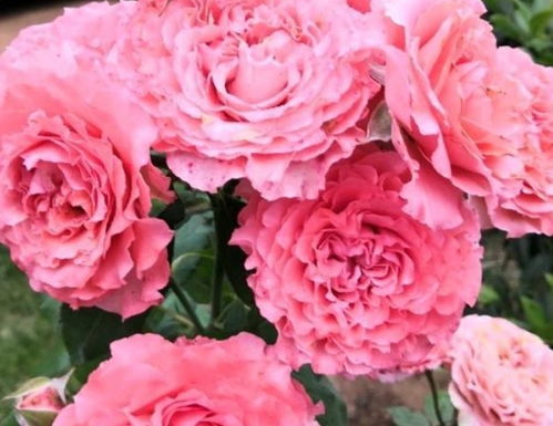 珊瑚果冻月季耐阴吗