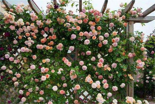 红龙月季太可怕了