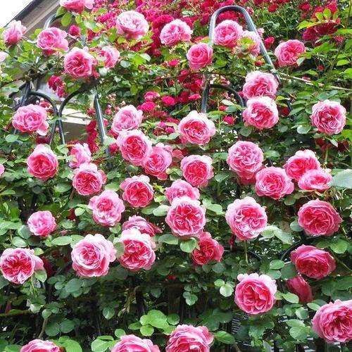 小藤本月季哪个品种好