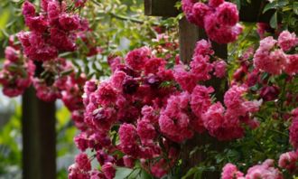 藤本月季哪个品种好