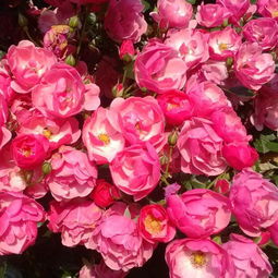 花期最长最好养的藤本月季