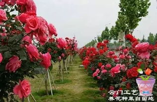 一棵树状月季,一年四季都美呆了