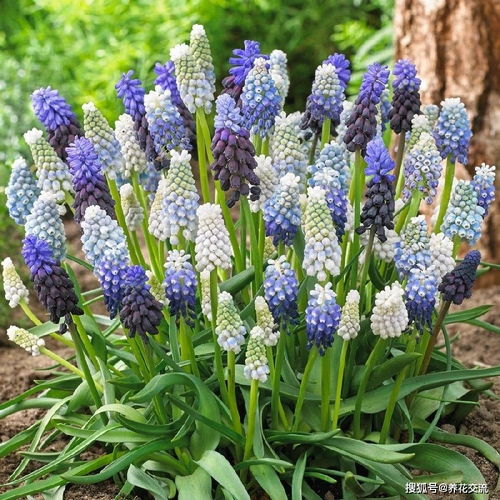 适合阳台盆栽的花卉