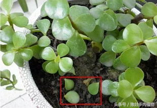 用什么办法拯救频繁掉叶的多肉