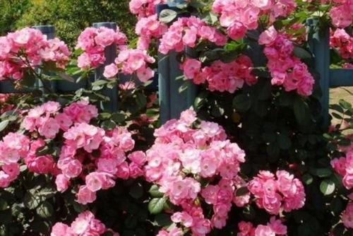 藤本月季一米栽多少株