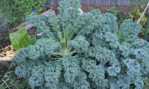 蓝色阴雨可以当灌木养吗