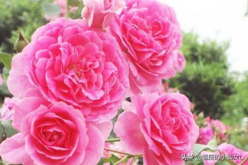 为什么说种月季是个坑