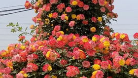 粉色达芬奇几月开花