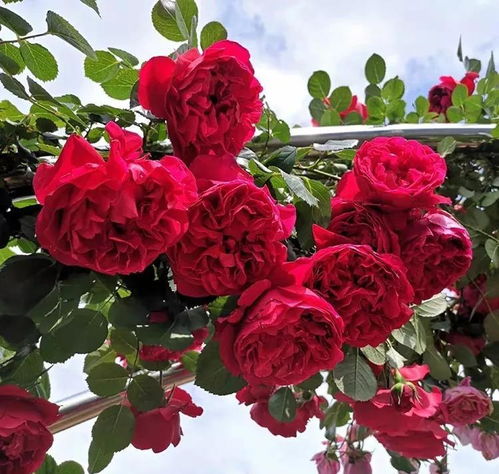 藤本月季抗病排行榜