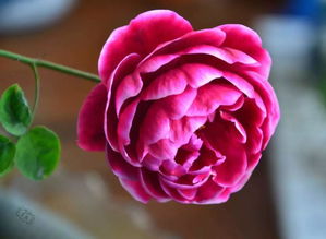 什么是灌木月季