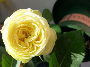 灌木藤本微型月季的区别