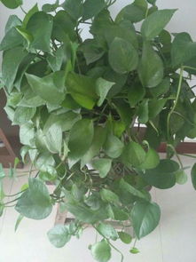 喜阴又开花不断的植物