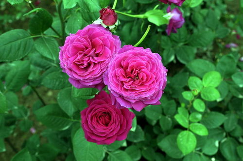 抗病抗虫的月季有哪些