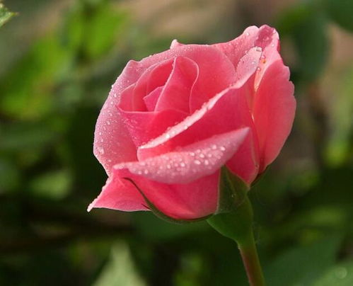 不容易生病的月季