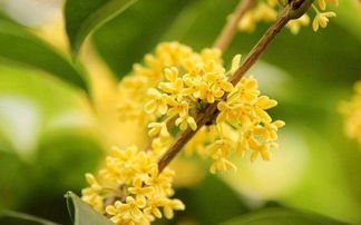 乔木与灌木草本生长条件