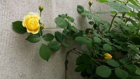 蒂娜月季一年开几次花