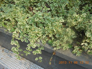 乔木灌木藤本草本的区别