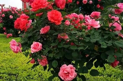 粉达爬藤月季的优缺点