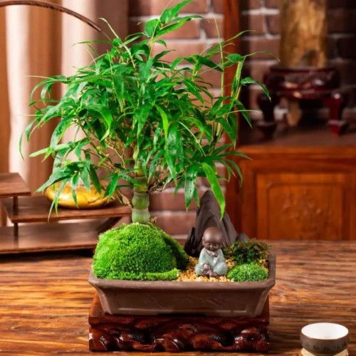 罗衣可以当灌木养吗