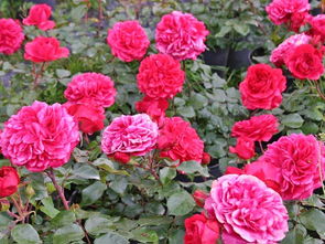 红色达芬奇月季图片