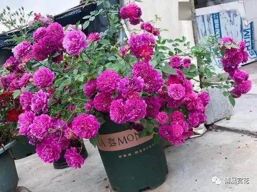 天方夜谭月季最大缺点