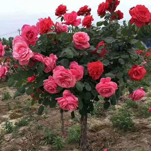 此花比牡丹还美,四季开花,花量丰富,是阳台盆栽佳品 养护