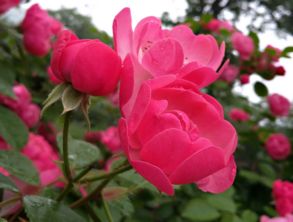 詹森月季勤花吗