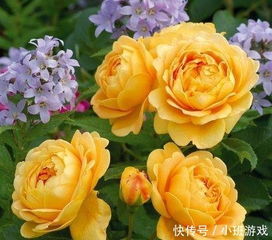 5种月季花,超级勤花,从年头开到年尾,1年365天都有花赏