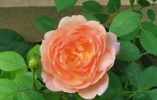 柠檬绒球月季优缺点