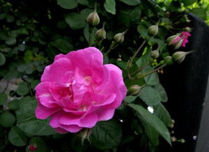 蔷薇的寓意和象征风水