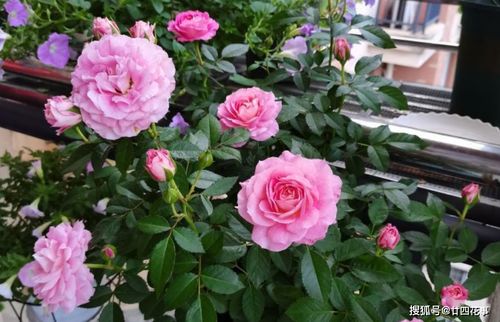 手指被月季花的刺扎了肿了怎么办