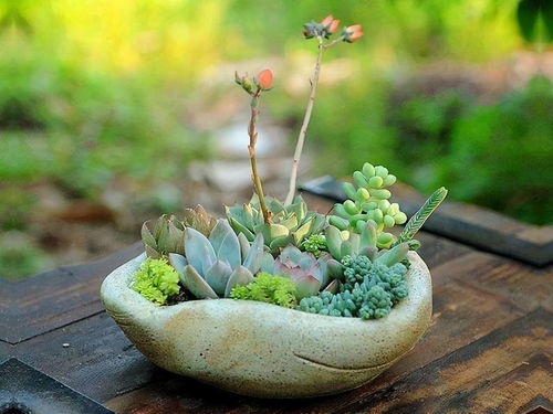 不怕暴晒的60种植物