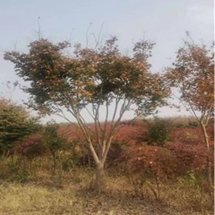 花卉苗木供应商 扬州苗木供应 博拓农业 查看