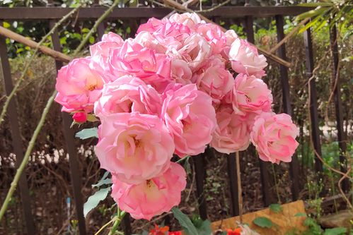 藤本月季要多大多深的盆