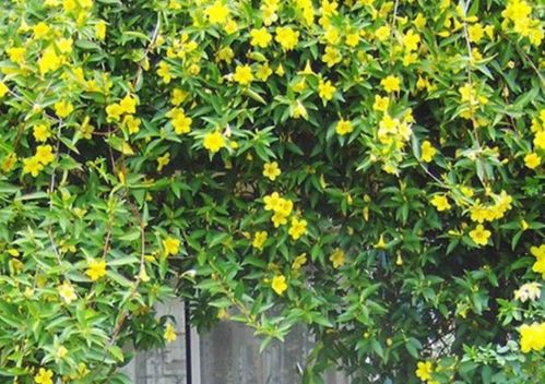 爬藤花植物大全图片