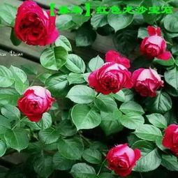 耐晒的藤本月季有哪些