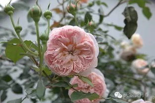 天狼夜光杯月季优缺点