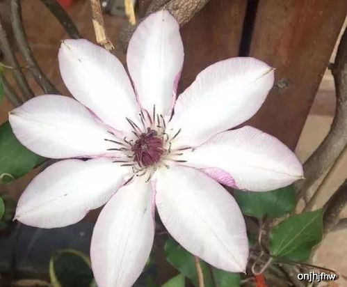 花期最长的铁线莲品种