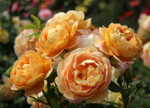 高杯切花月季经典品种