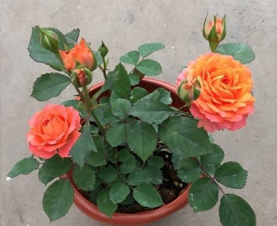 月季只长叶不开花