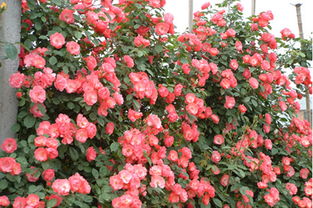 十大勤花藤本月季