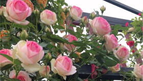 胭脂扣和罗衣哪个好月季