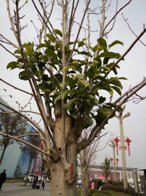 乔木灌木还有什么木