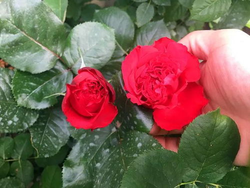 白色月季最好的品种