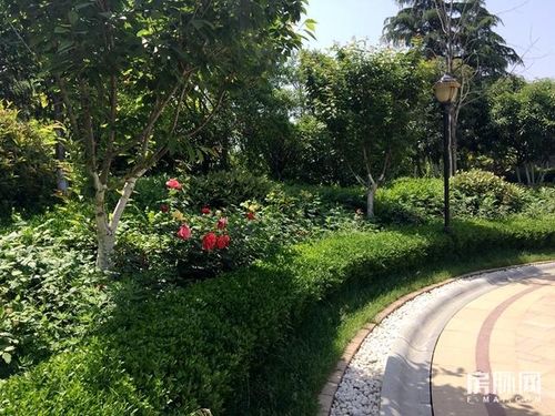 乔木灌木地被怎样区分