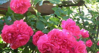 耐阴又耐热的藤本月季